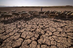 تأخر الأمطار يثير مخاوف الفلاحين ومربي الماشية بالمغرب: موسم فلاحي غامض يلوح في الأفق