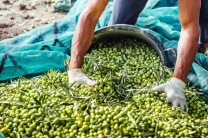 وزير الفلاحة يتوقع إنتاجا قياسيا للزيتون وانخفاضا ملحوظا في الأسعار لصالح الفلاحين والمستهلكين